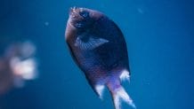 250+ Best Blue Fish Names - Complete Name Ideas For Your Blue Fish