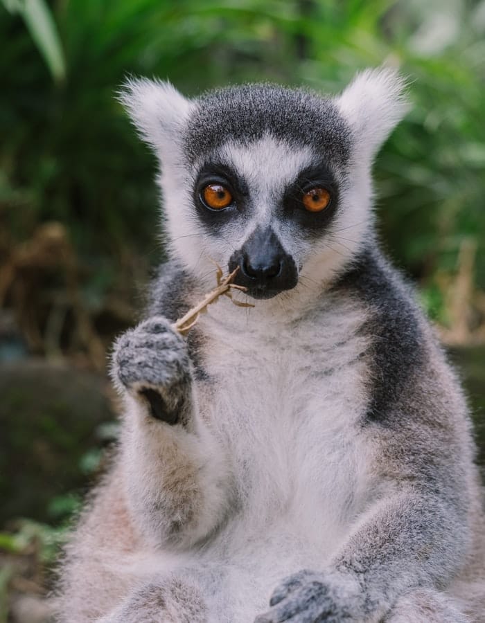 250+ Lemur Names: The Cutest and Cuddliest Primates on Earth