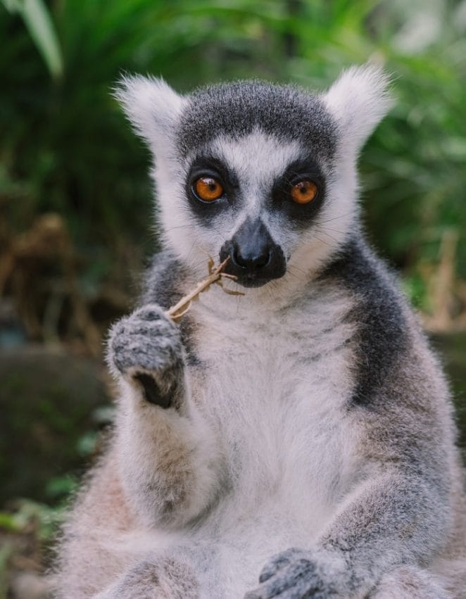 male-lemur-names