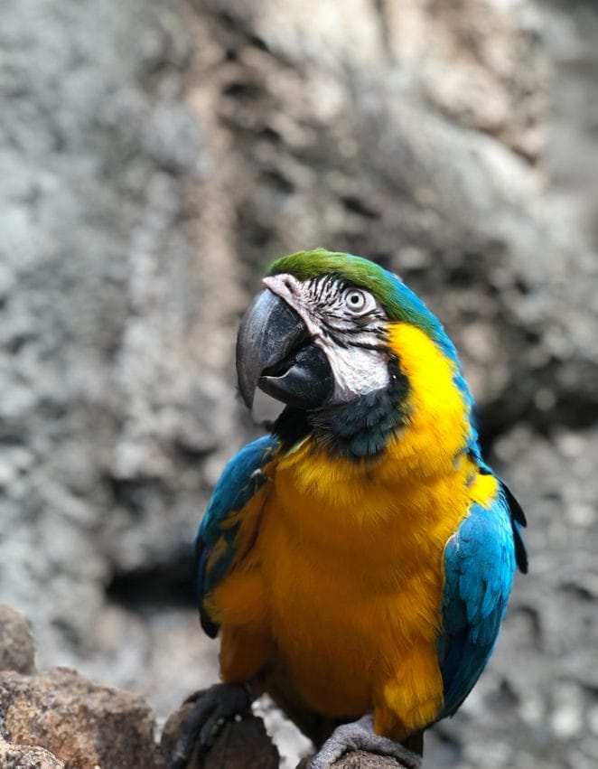 male-macaw-names