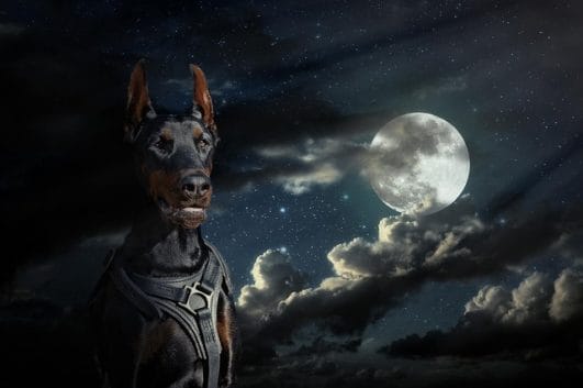 60-creative-moon-inspired-dog-names-for-your-cute-pooch