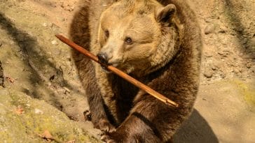 male-names-mean-bear