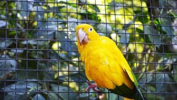 male-yellow-parakeet-names