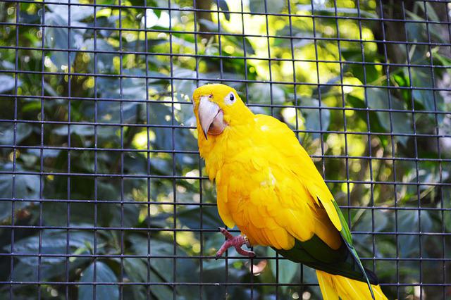 male-yellow-parakeet-names