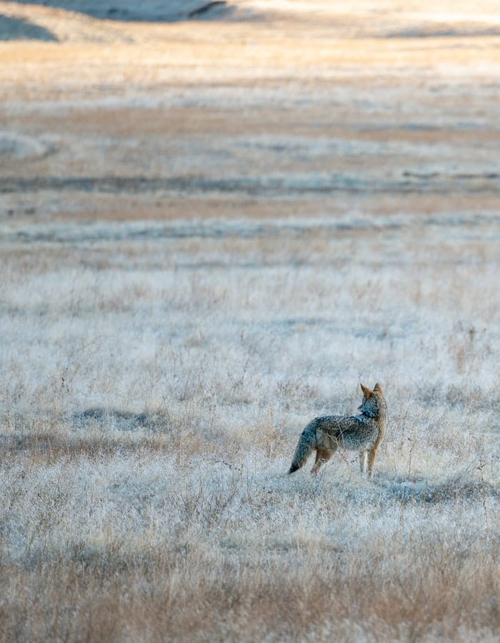 210+ Coyote Names: The Best and Most Unique Names for Coyotes