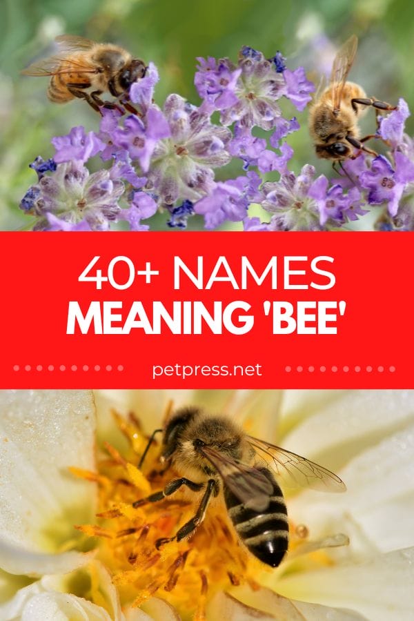 names meaning 'bee'
