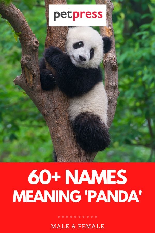 60+ Names Meaning 'Panda': The Best Names For Your Baby Panda