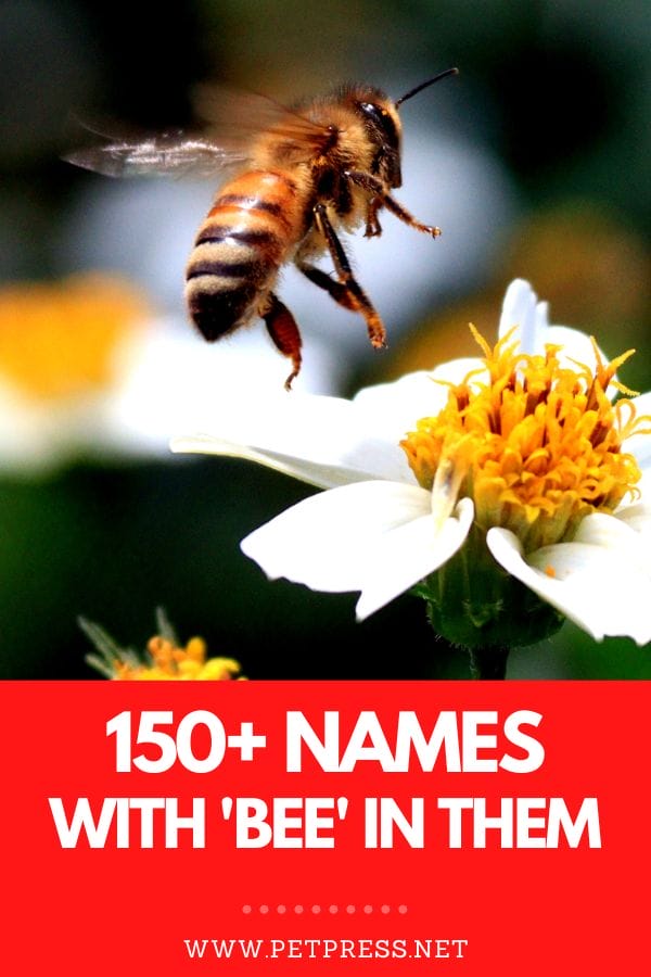 150+ Best Names With 'Bee' In Them