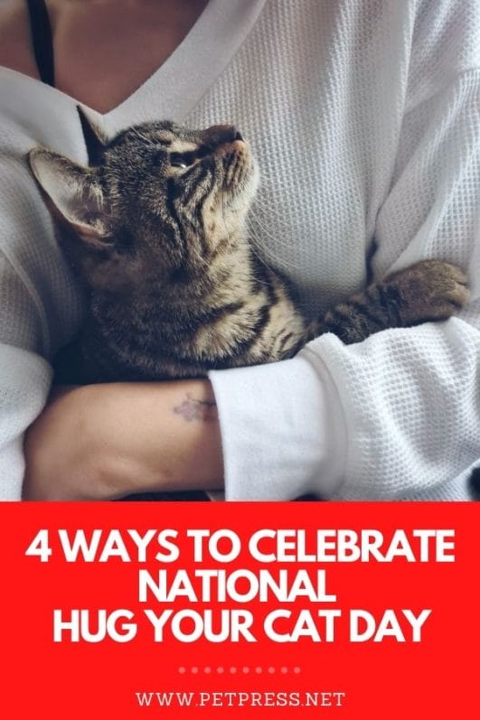 4 Ways to Spoil Your Pet Cat During National Hug Your Cat Day