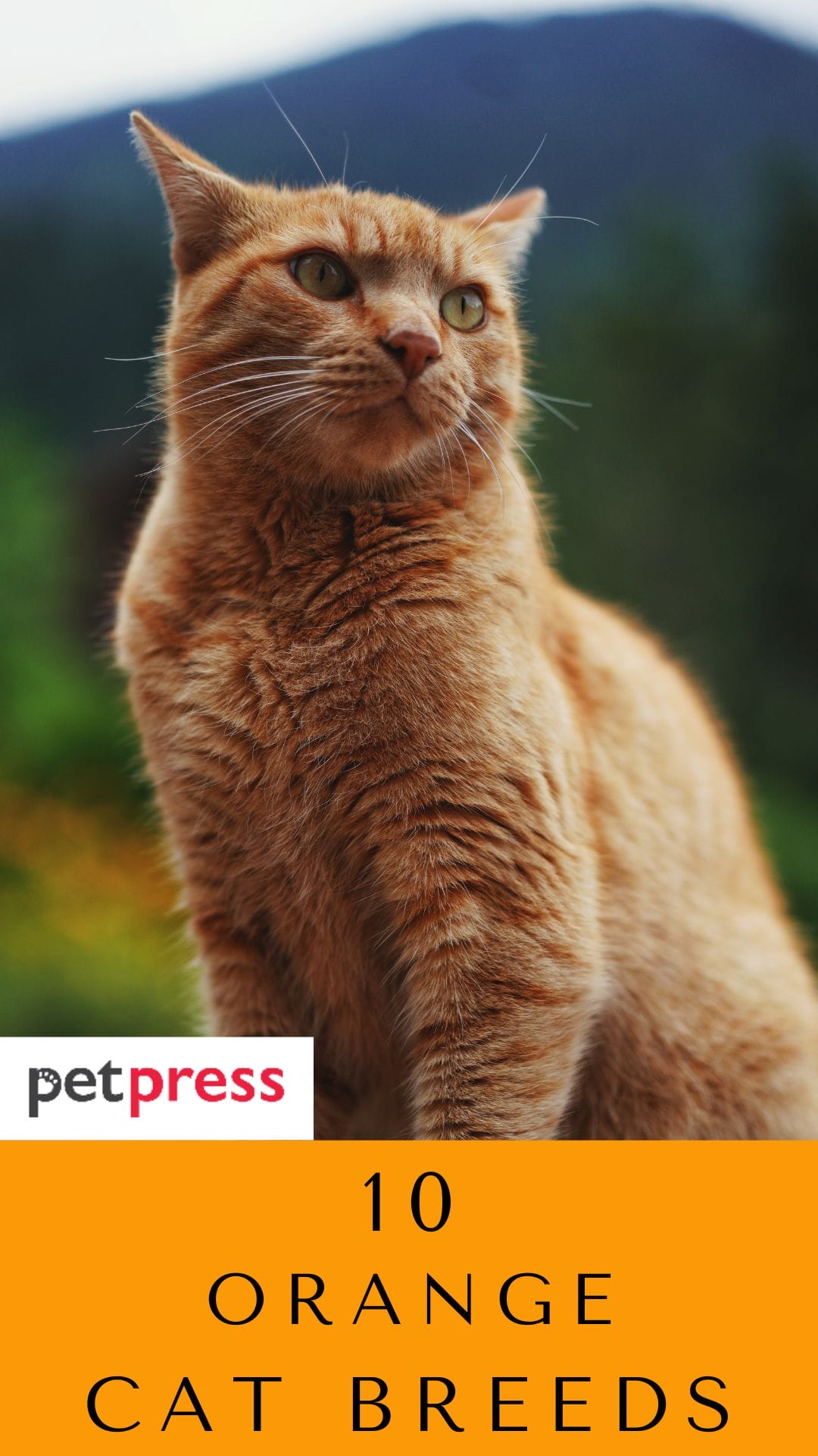 10 Orange Cat Breeds A List of the Cutest And Friendly Orange Cats