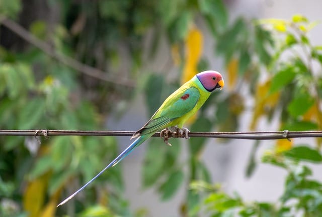 others-funny-parakeet-names