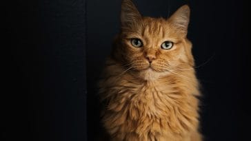 persian-cat