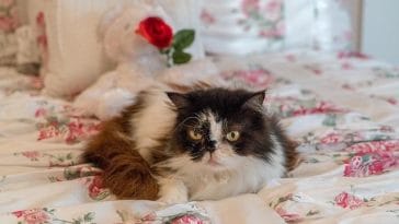 persian-cat