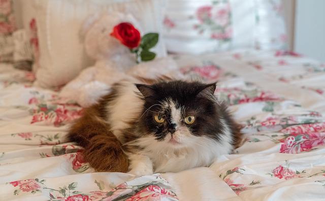 persian-cat
