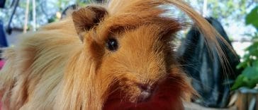 peruvian-guinea-pig