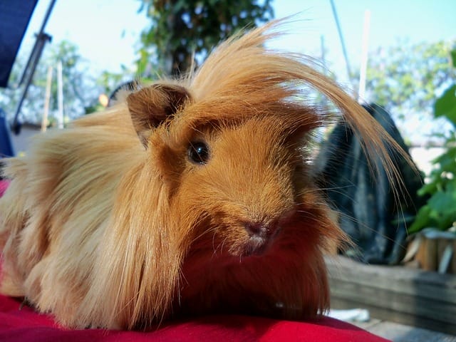 peruvian-guinea-pig