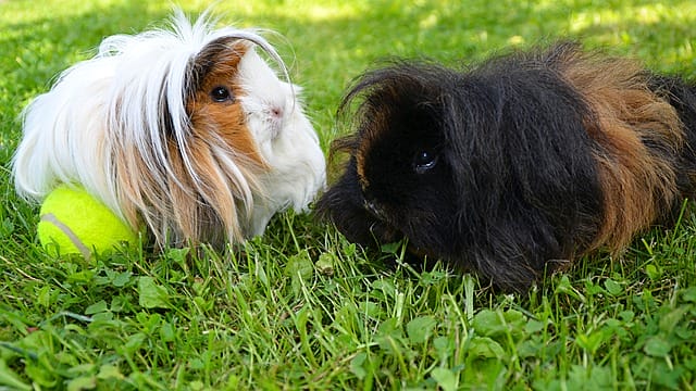 peruvian-guinea-pigs