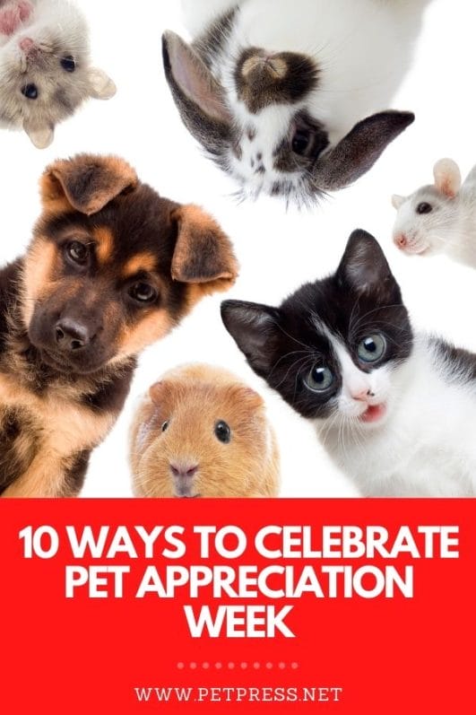 10 Ways to Celebrate Pet Appreciation Week PetPress