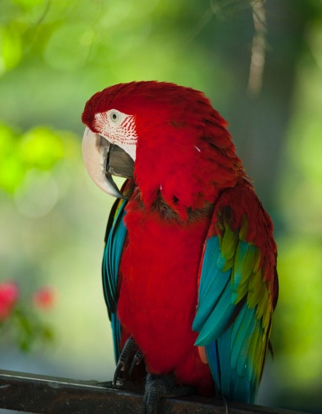 red-macaw-names