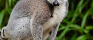 ring-tailed-lemur-names