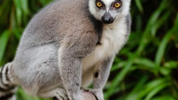 ring-tailed-lemur-names