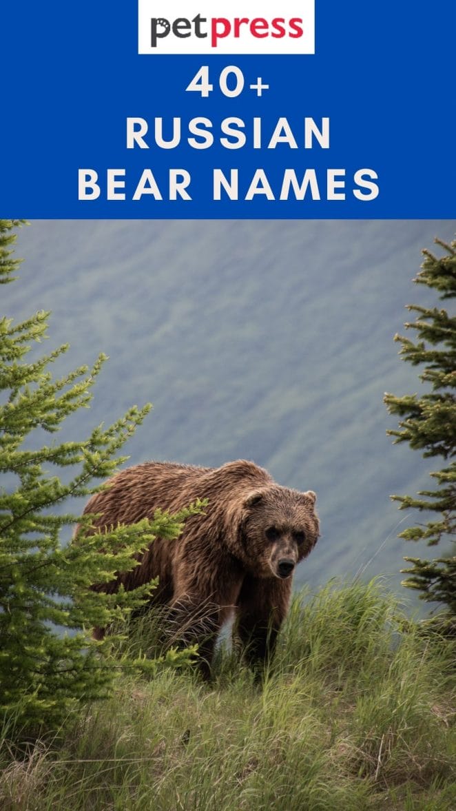 russian-bear-names