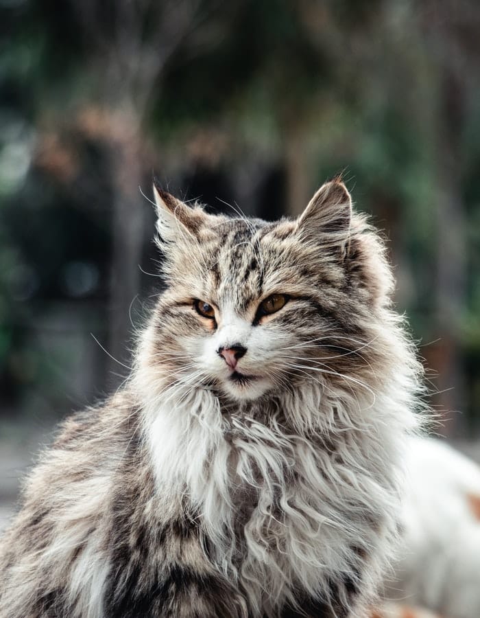 14 Fluffy Cat Breeds: The Cutest and Fluffiest Kittens You'll Ever See