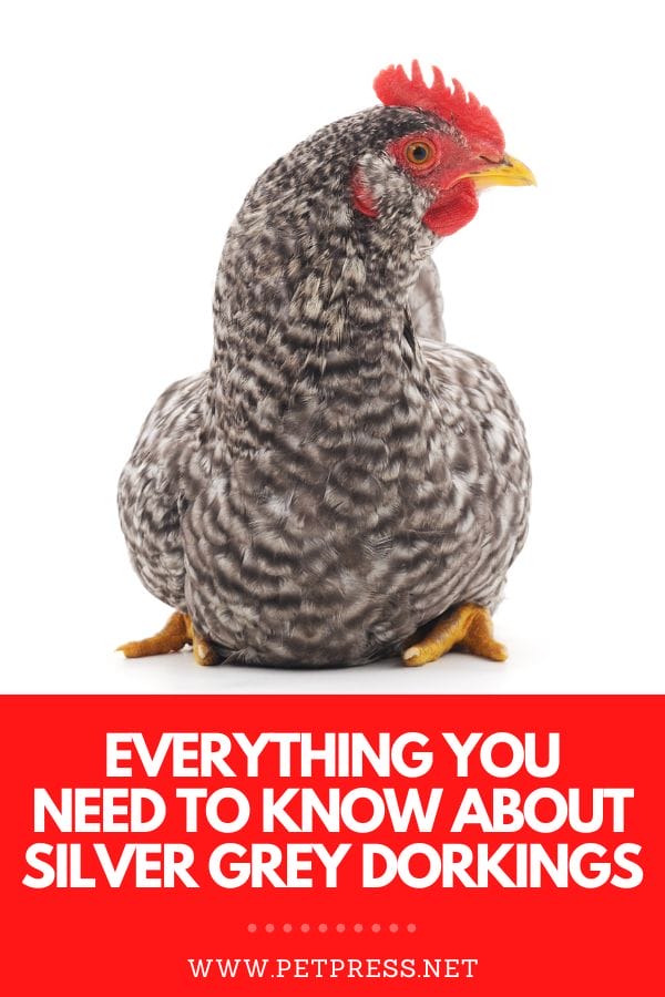 Everything You Need to Know About Silver Grey Dorking Chicken Breed