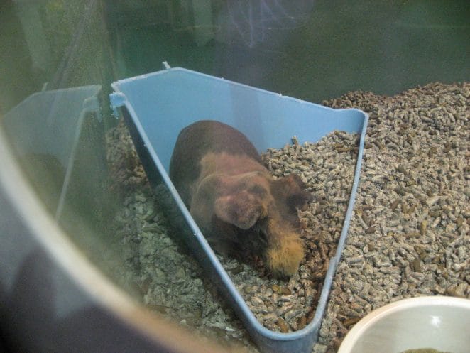 skinny-pig