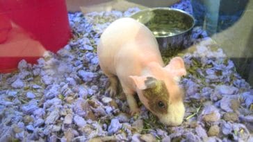 skinny-pig