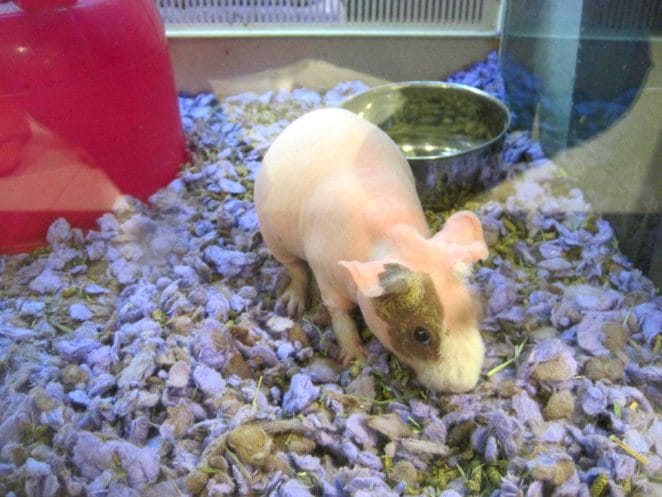 skinny-pig