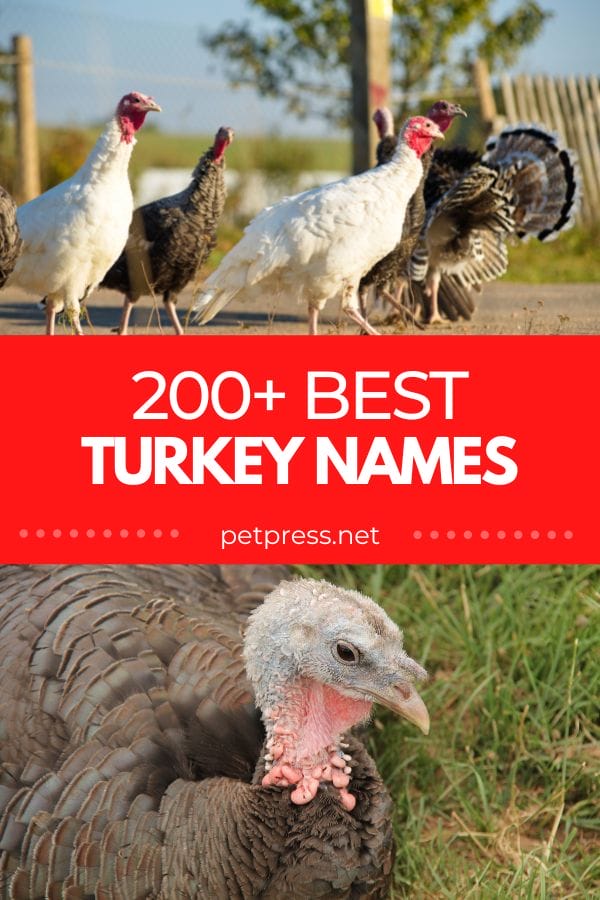 turkey names