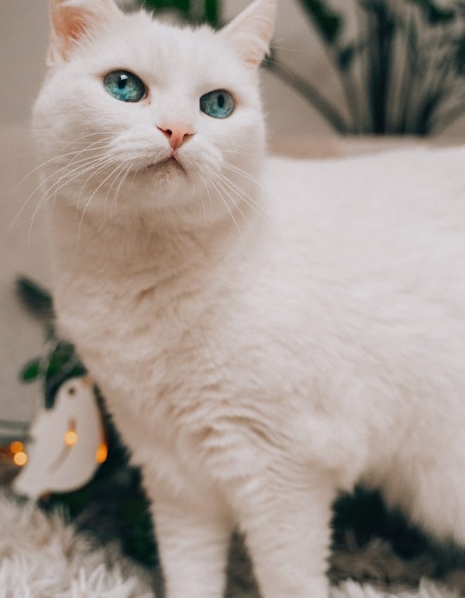 turkish-angora-cat