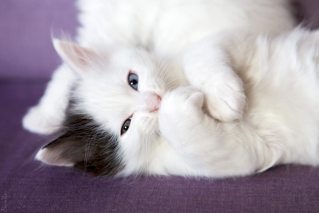 turkish-van