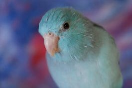 140+ Blue Parakeet Names to Give Your Cute Blue Pet Parakeet