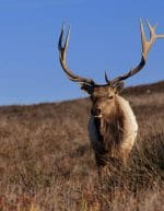 Elk Names: A 180+ List of Funny, Cute, and Clever Names for Elk