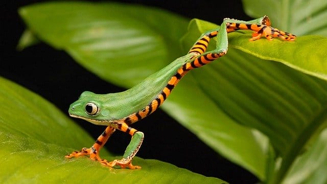 unique-green-frog-names