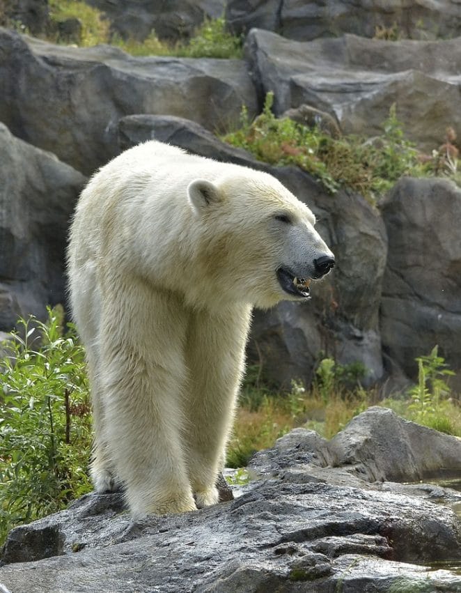 unique-polar-bear-names