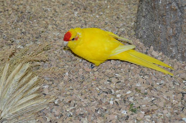 unique-yellow-parakeet-names