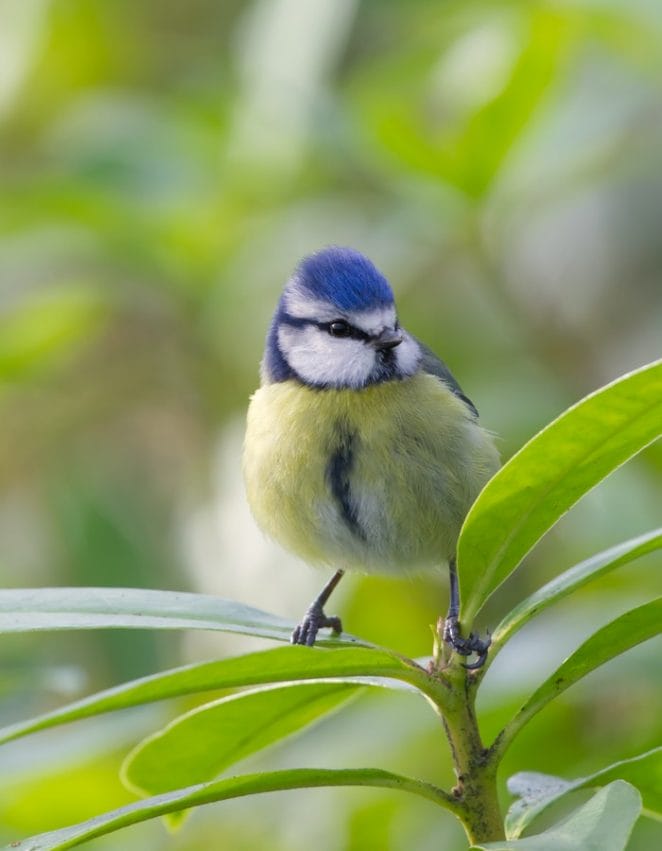 unisex-blue-yellow-bird-names