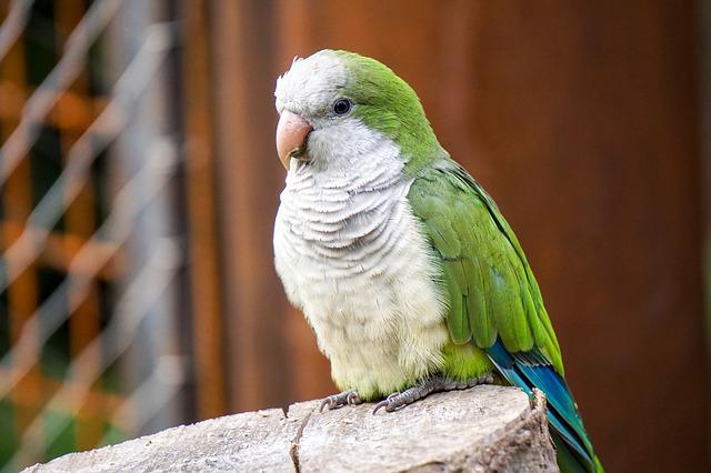 unisex-green-parakeet-names