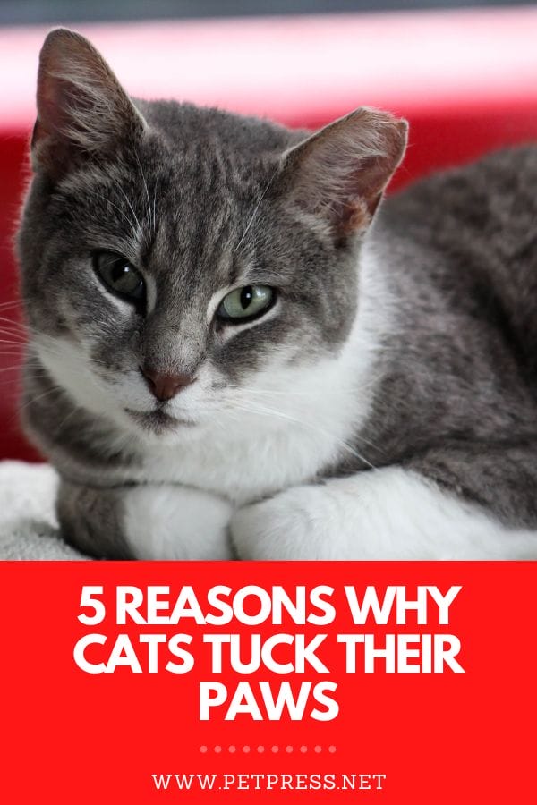 5 Reasons Why Cats Tuck Their Paws