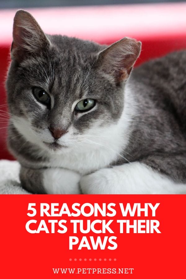 why do cats tuck their paws?