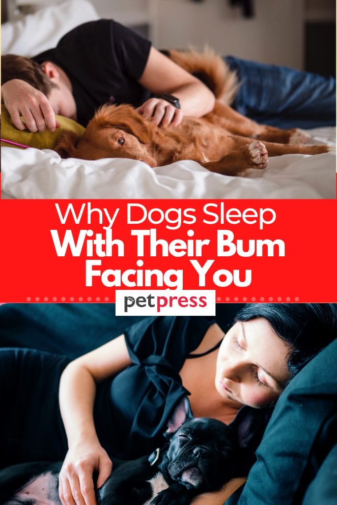 why-do-dogs-sleep-with-their-bum-facing -ou