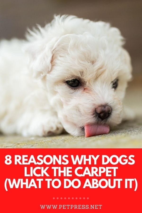 why is my dog licking the carpet | petpress