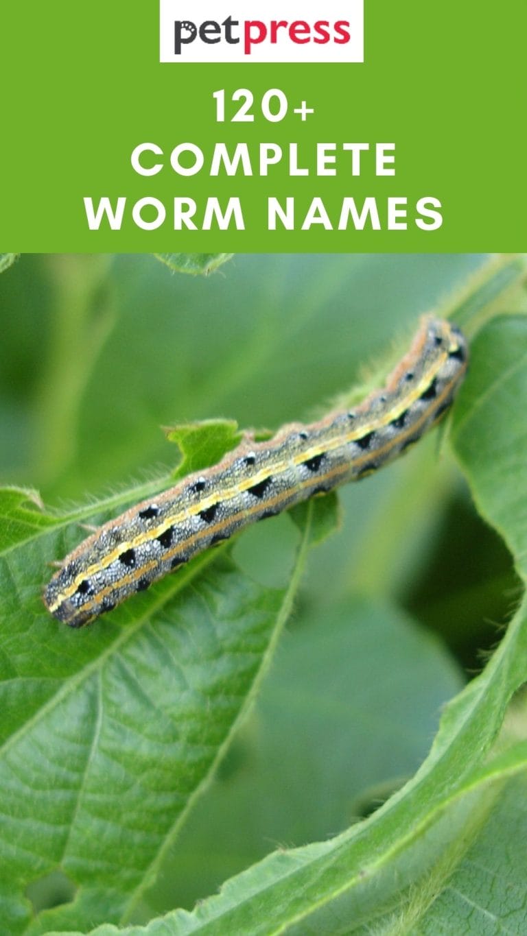 120-worm-names-complete-name-ideas-for-these-slimy-creatures