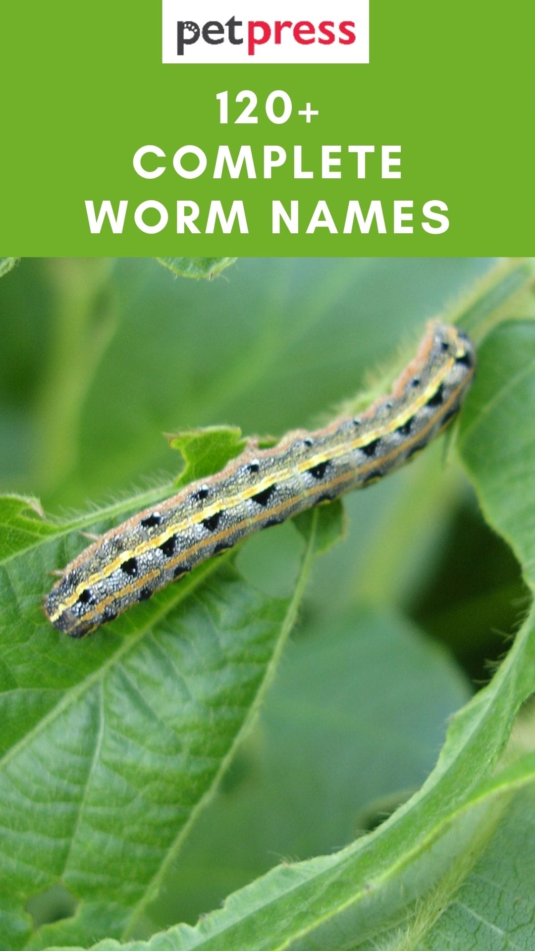 120 Worm Names Complete Name Ideas For These Slimy Creatures Worm Names