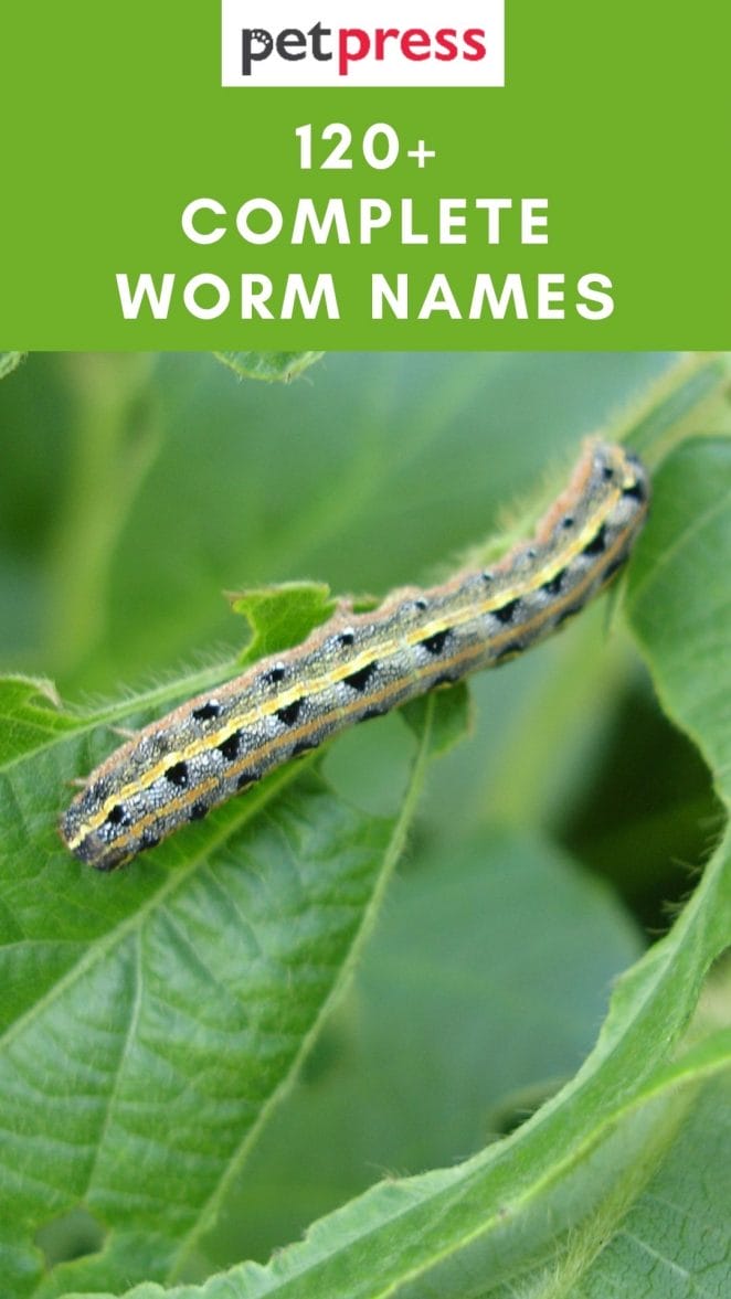 worm-names