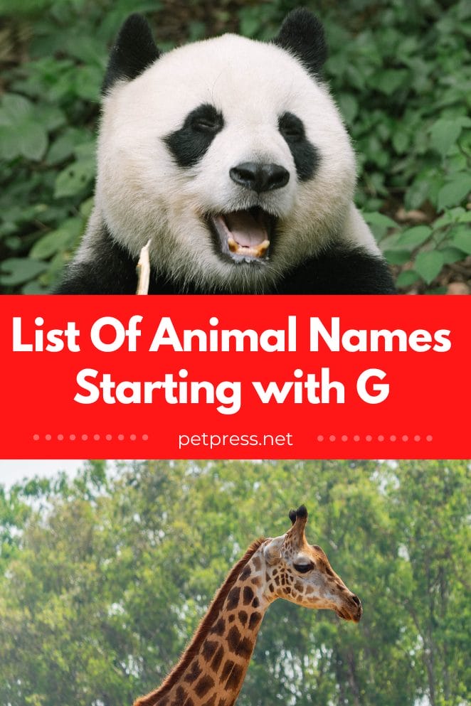 Animal names starting with g