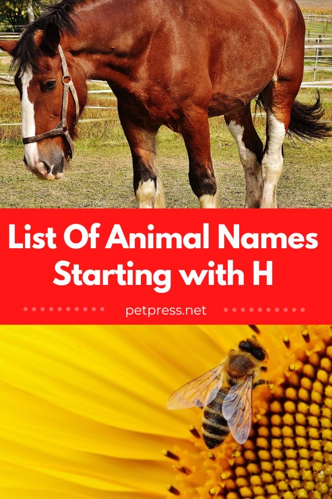 Animal names starting with h